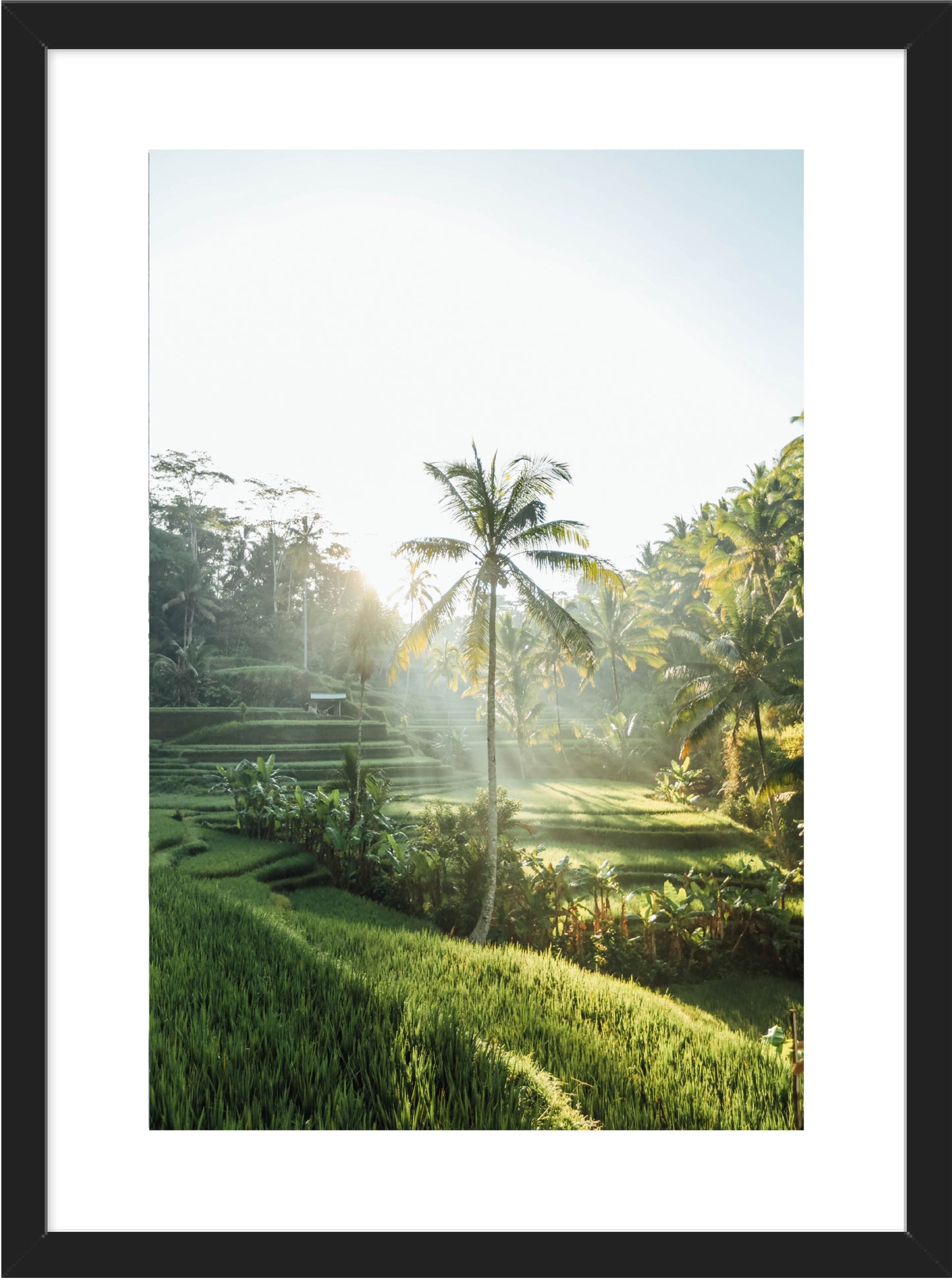 Bali AM