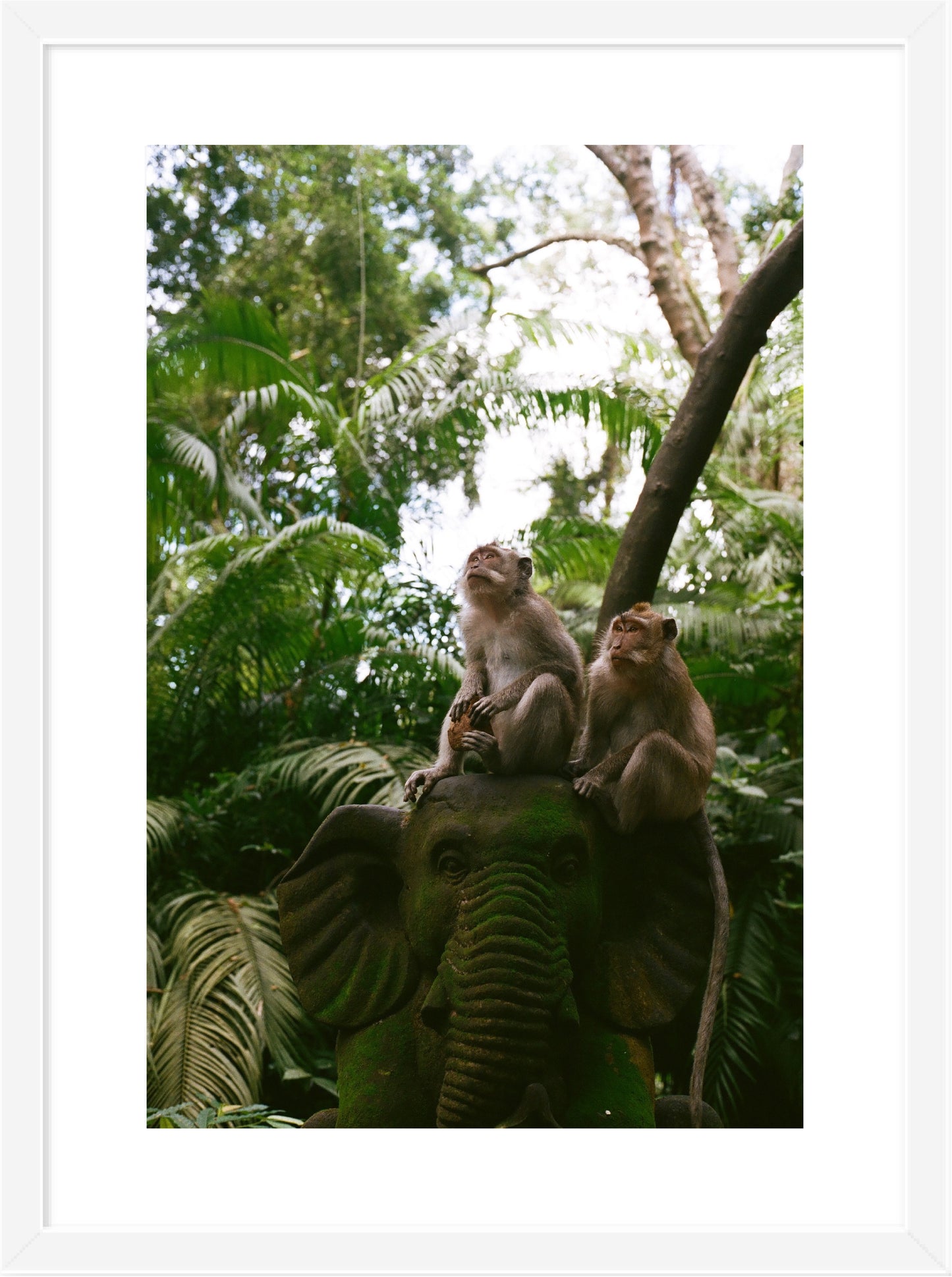 Monkey's