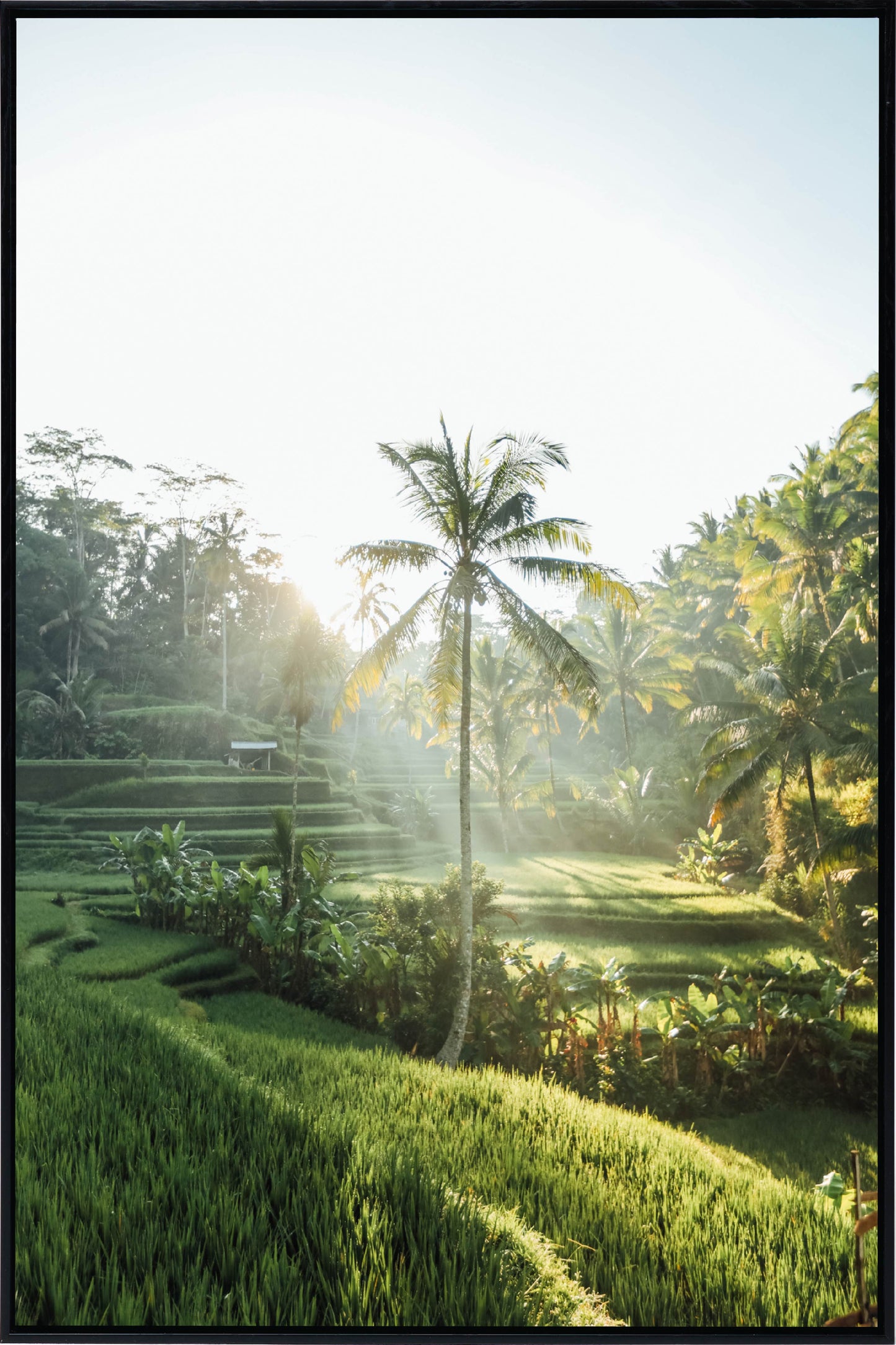 Bali AM