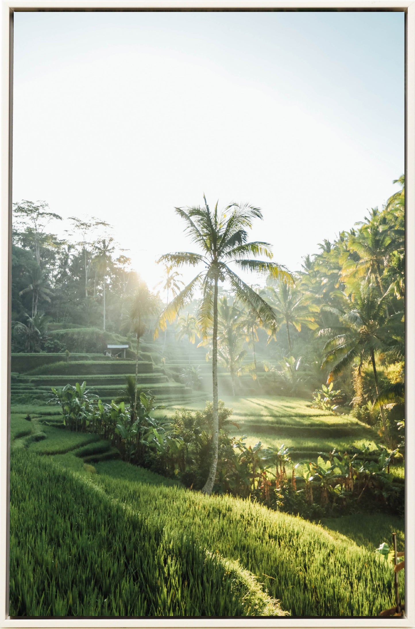 Bali AM
