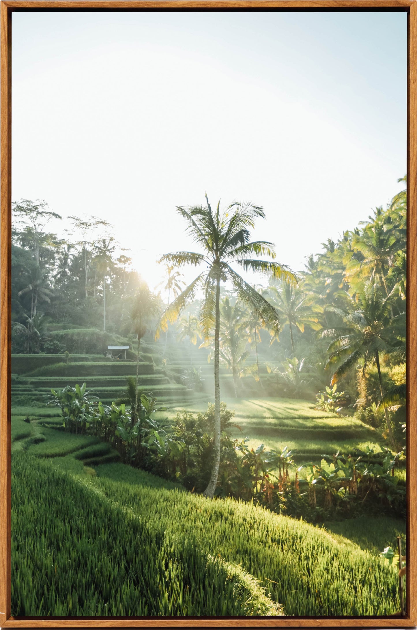 Bali AM