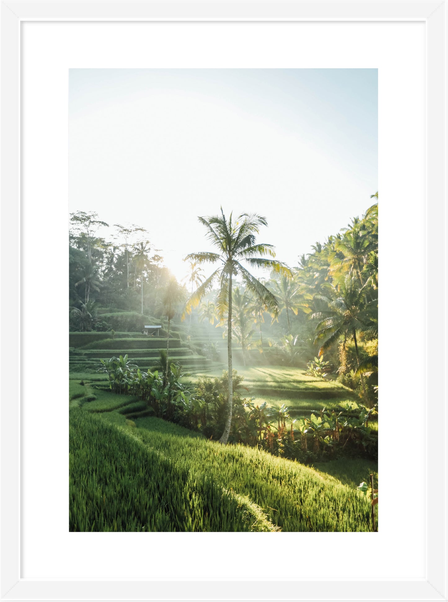 Bali AM