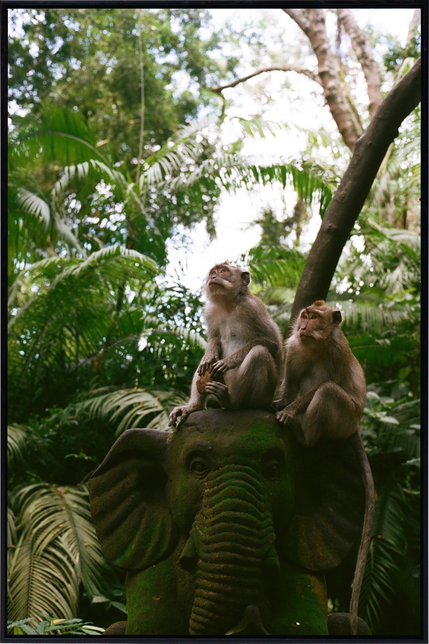 Monkey's