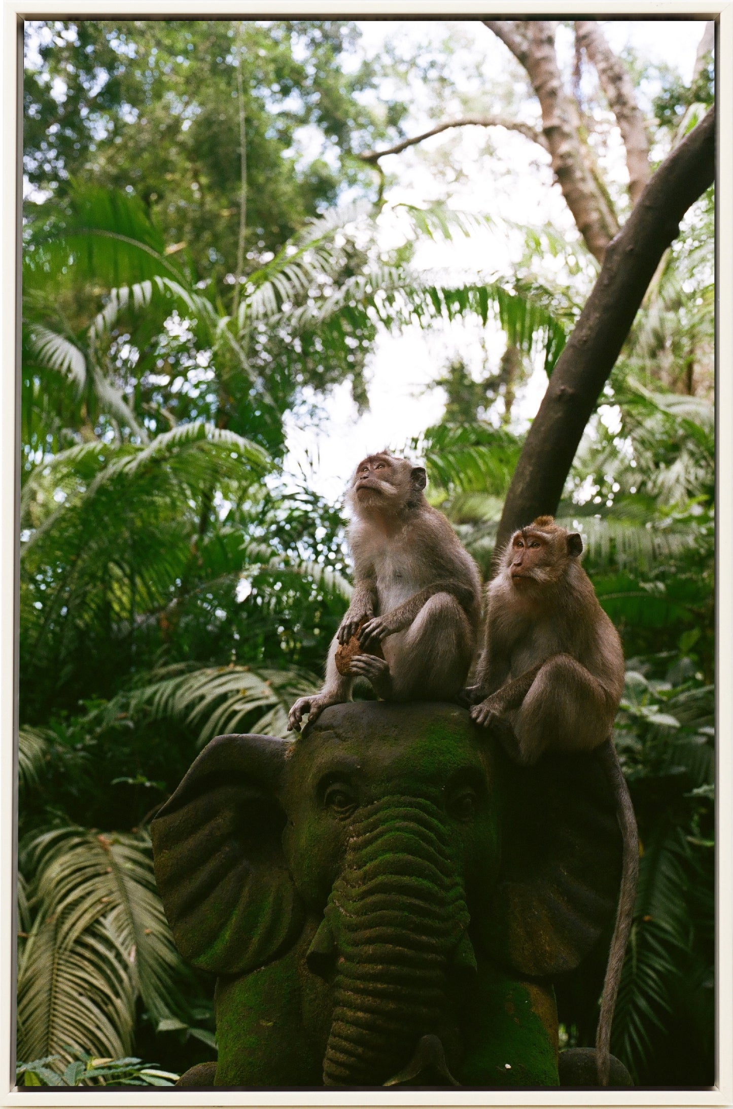 Monkey's