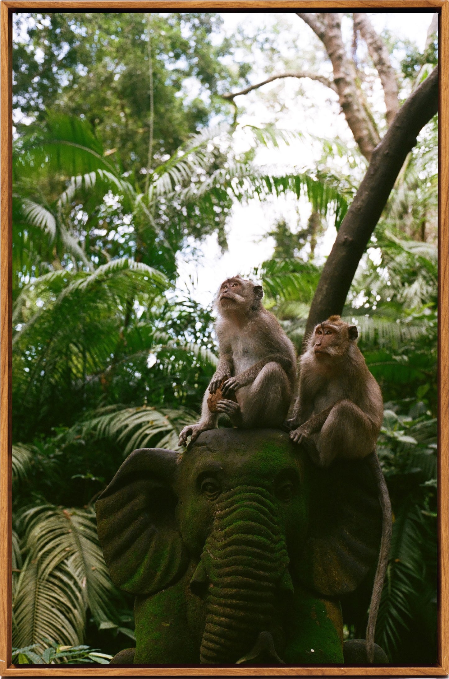 Monkey's