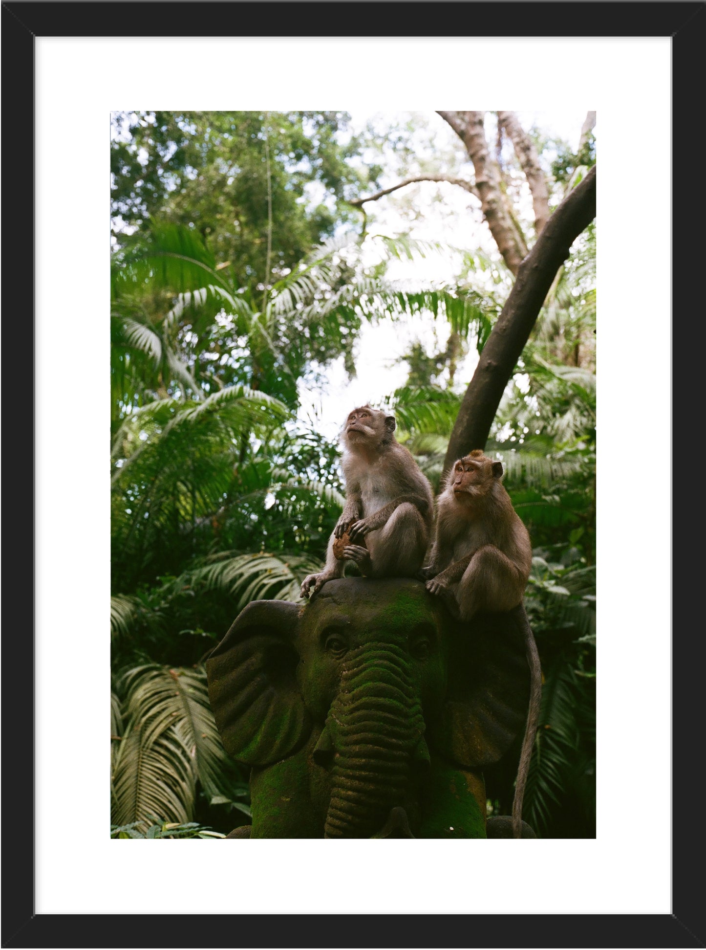Monkey's