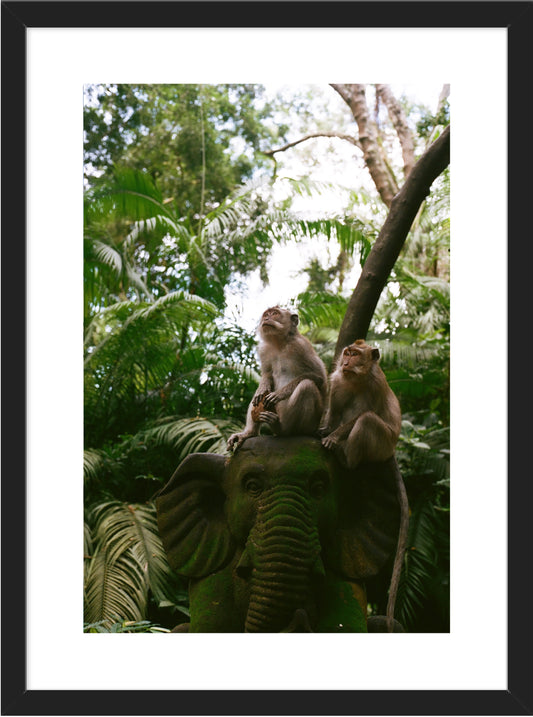 Monkey's