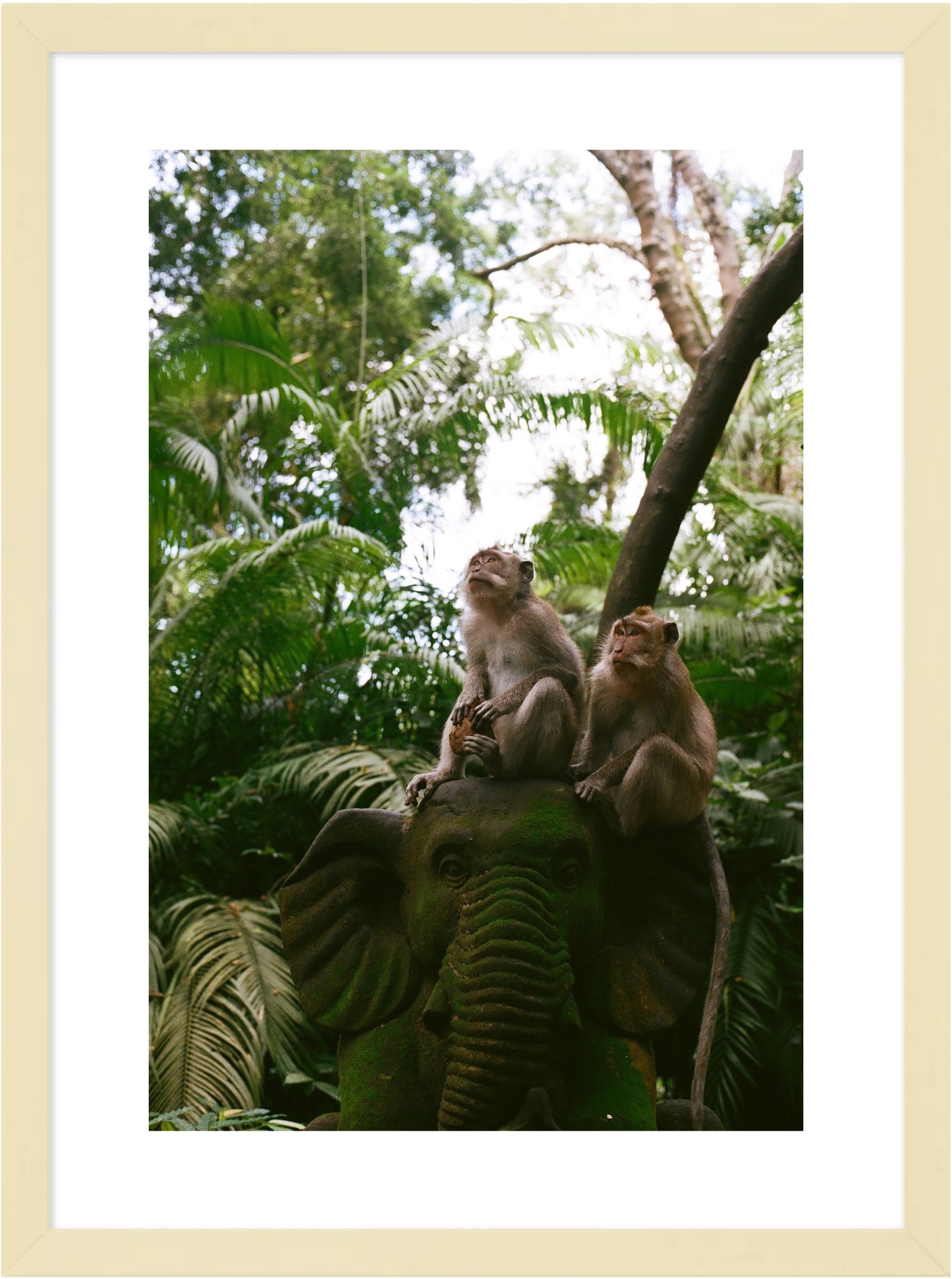 Monkey's