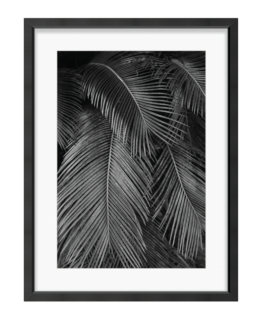 Palms