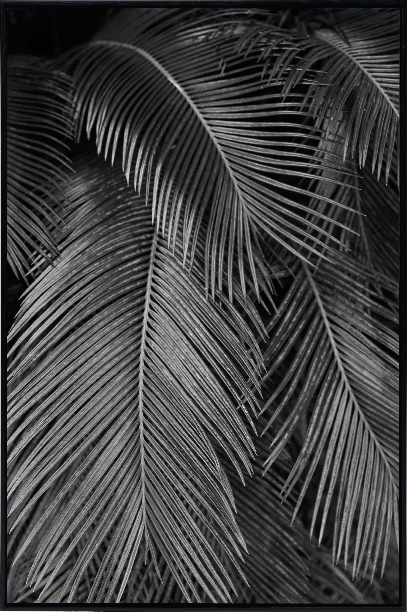 Palms