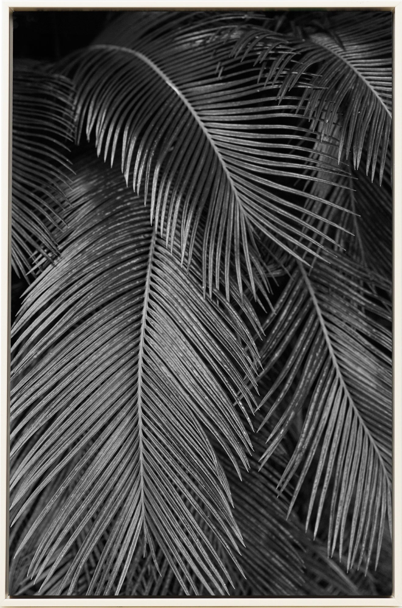Palms
