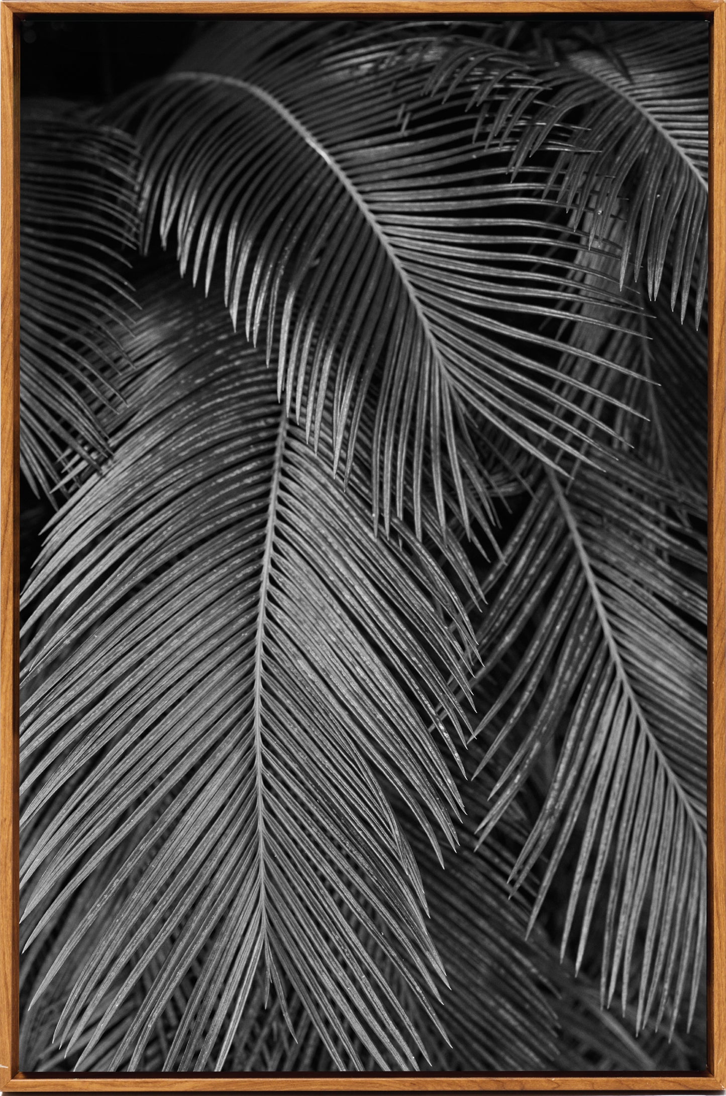 Palms