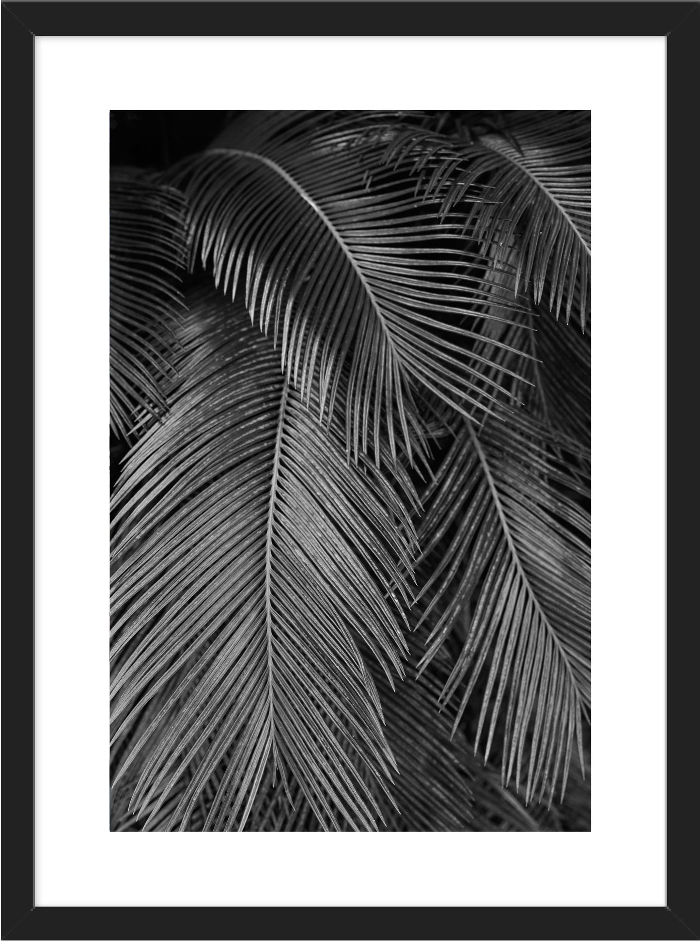 Palms