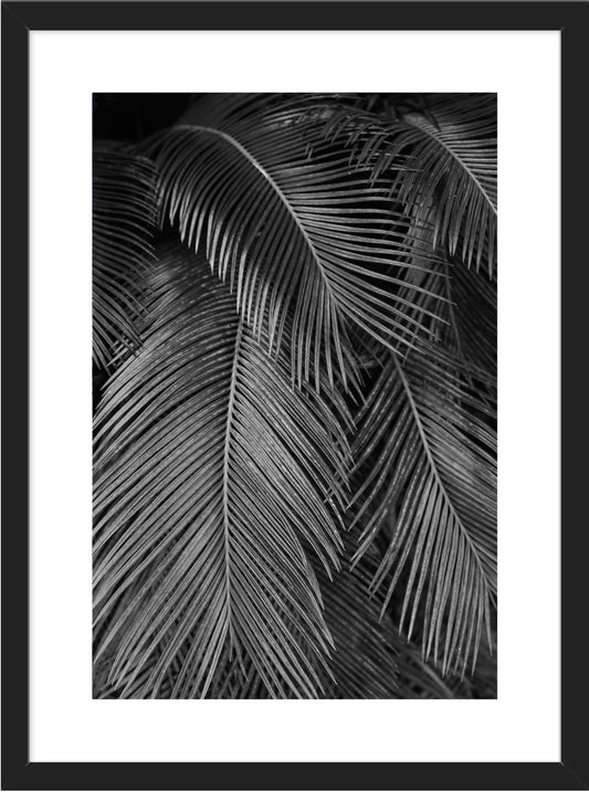 Palms