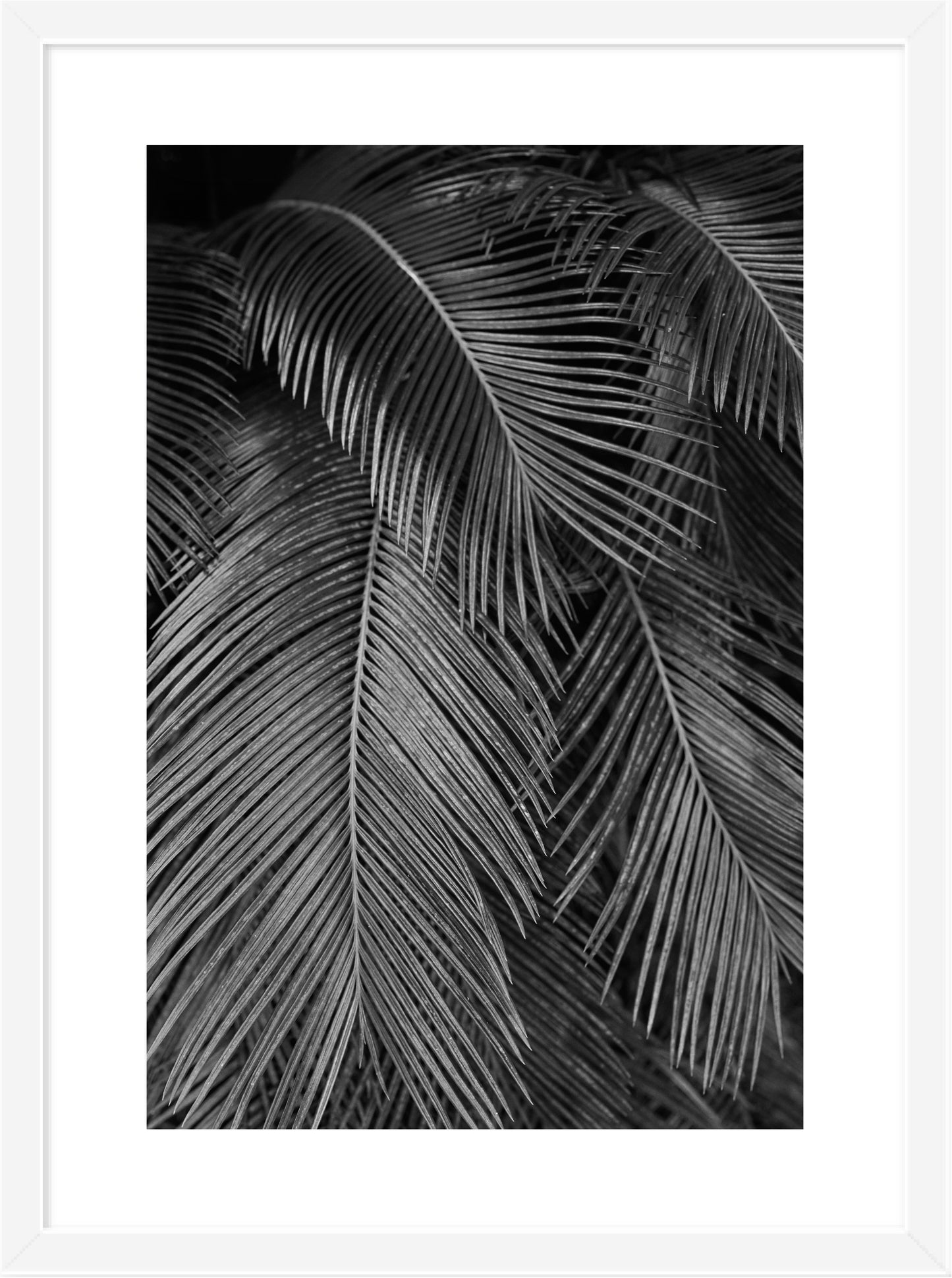 Palms