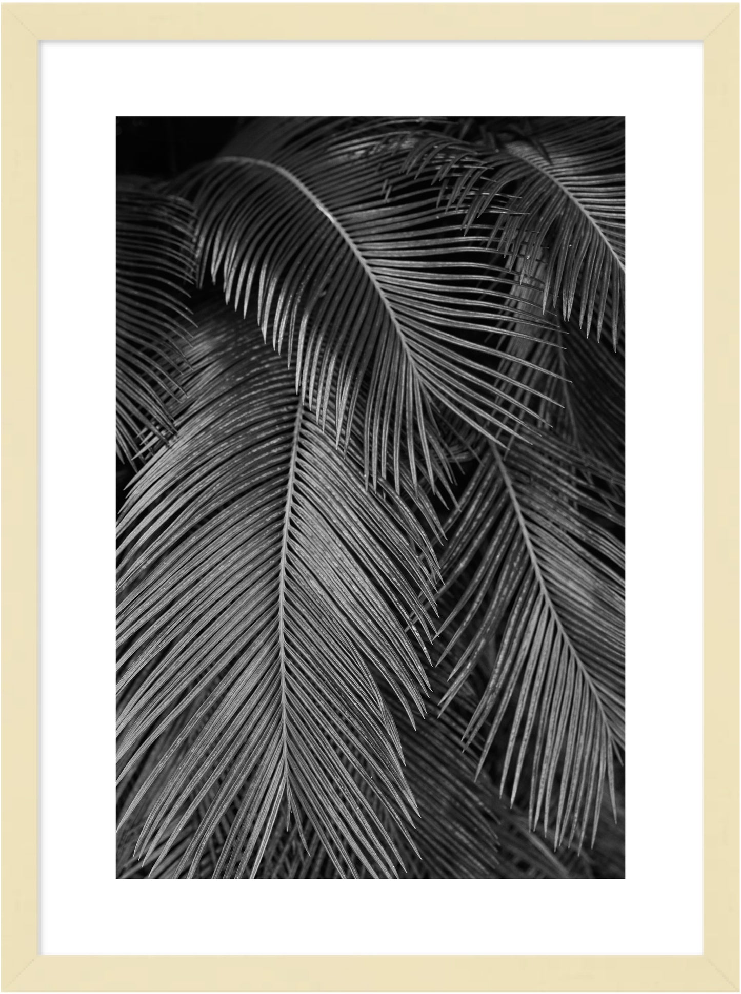 Palms