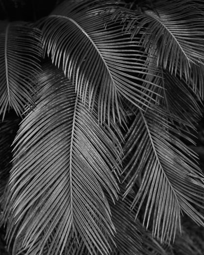 Palms